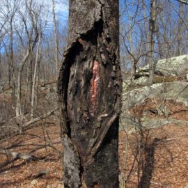 Love Canal Environmental Art Installation