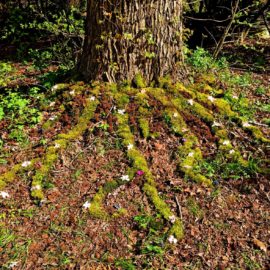 Tentacles Environmental Art Installation